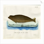 Harp seal by Johann Friedrich Schröter
