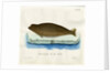 Harp seal by Johann Friedrich Schröter