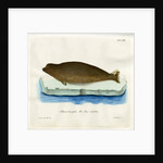 Harp seal by Johann Friedrich Schröter