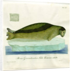 Harp seal by Friedrich Eduard Müller