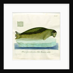 Harp seal by Friedrich Eduard Müller