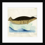 Harp seal by Friedrich Eduard Müller