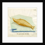 Harp seal by Friedrich Eduard Müller