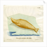 Harp seal by Friedrich Eduard Müller