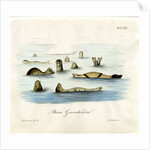 Harp seals by Johann Friedrich Schröter