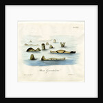 Harp seals by Johann Friedrich Schröter