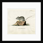 Greenland mouse by Johann Friedrich Schröter