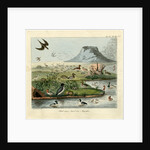 Waterfowl of Mývatn by Friedrich Eduard Müller