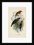 Honeyeaters by Joseph Smit