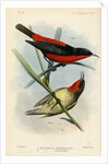 Honeyeaters by Joseph Smit