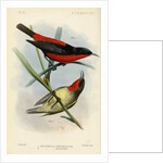 Honeyeaters by Joseph Smit