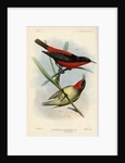 Honeyeaters by Joseph Smit