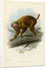 Bald uakari by Joseph Smit