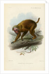 Bald uakari by Joseph Smit