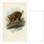 Bald uakari by Joseph Smit