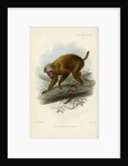 Bald uakari by Joseph Smit