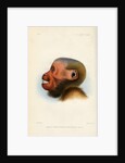 Head of the Bald uakari by Joseph Smit