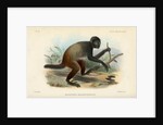 Golden-backed uakari by Joseph Smit