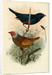 Indigobird and pytelia by Joseph Smit