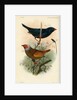 Indigobird and pytelia by Joseph Smit