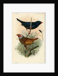 Indigobird and pytelia by Joseph Smit