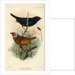 Indigobird and pytelia by Joseph Smit