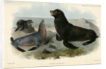 California sea lion by Joseph Smit
