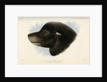 Head of the California sea lion by Joseph Smit