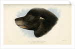 Head of the California sea lion by Joseph Smit