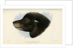 Head of the California sea lion by Joseph Smit