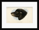Head of the California sea lion by Joseph Smit