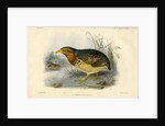 Red-backed button quail by Joseph Smit