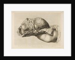 Human gravid uterus by II Scotin