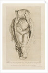 Foetus in the womb by Christian von Mechel
