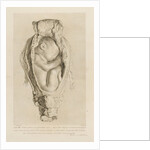 Foetus in the womb by Christian von Mechel