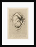 Foetus in the womb by Henry Bryer