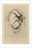Foetus in the womb by Henry Bryer