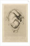 Foetus in the womb by Henry Bryer