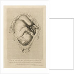 Foetus in the womb by Henry Bryer
