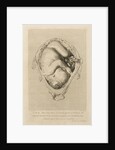 Foetus in the womb by Henry Bryer