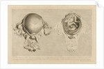 Human gravid uterus by Pierre-Charles Canot
