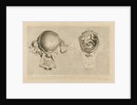 Human gravid uterus by Pierre-Charles Canot
