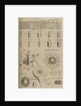 Beech wood, lily and pear by After Nehemiah Grew