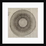 ‘Horseradish root’ by After Nehemiah Grew