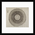 'Horseradish root' by After Nehemiah Grew