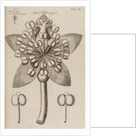 St. John’s wort by After Nehemiah Grew