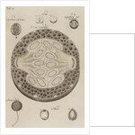 Gooseberry, grape, cherry and filbert by After Nehemiah Grew