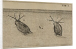 Water fleas by Jan Swammerdam