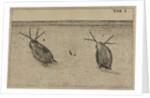 Water fleas by Jan Swammerdam