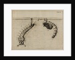Mosquito larvae and pupa by Jan Swammerdam